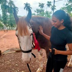 Apaloosa horse being petted by girl