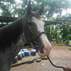 Speckled horse being led - close up head