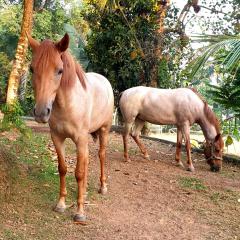 Two strawberry horses in the paddock