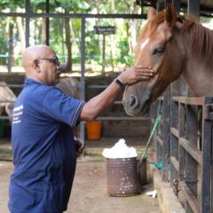 Strawberry horse being petted
