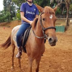 Strawberry horse being ridden
