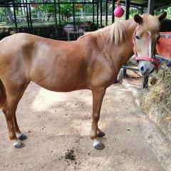 Chestnut horse in the paddock