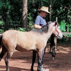 Brown pony being led