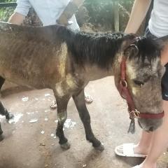 Brown pony showing sores and starvation
