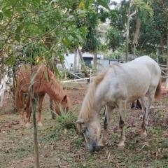 Grey pony and brown pony in the garden