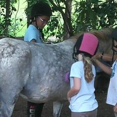 Grey pony being groomed by adult and two children