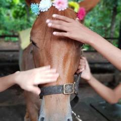 Brown pony being petted - close up