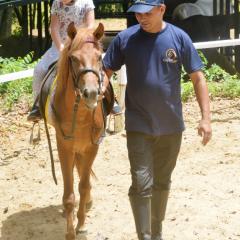 Brown pony being ridden while led