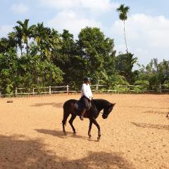 Brown horse being ridden in the paddock - distance